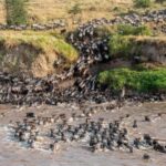 7 Days 6 Nights Kenya Classic Magical Safari Itinerary - Key Points