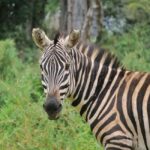 7 Days Amboseli-Lake Naivasha-Lake Nakuru & Masai Mara Tour - The Experience of Traveling with Jossec Safaris