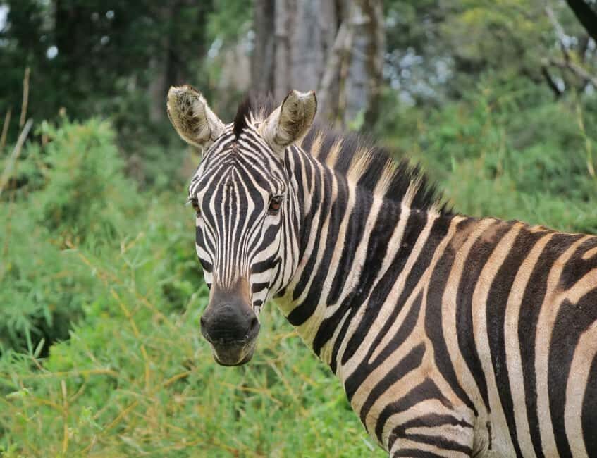 7 Days Amboseli-Lake Naivasha-Lake Nakuru & Masai Mara Tour - The Experience of Traveling with Jossec Safaris