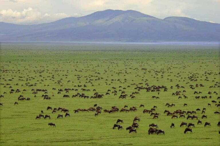 7-Days Budget Camping - Tarangire, Serengeti, Ngorongoro... - A Closer Look at the 7-Day Tanzania Safari Itinerary