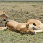 7 Days Comfort Mid-range Safari 3 Nights Serengeti - Deep Dive into the Experience