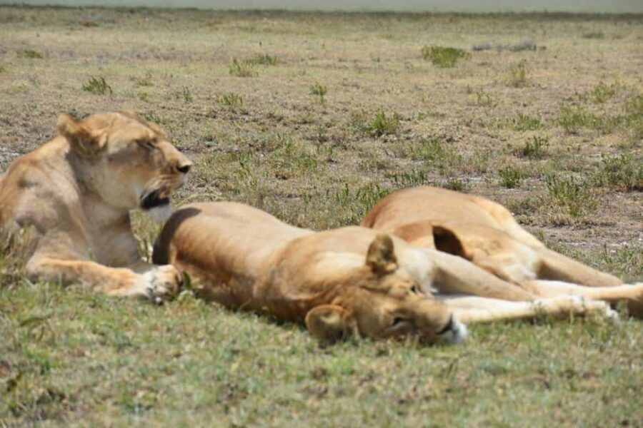 7 Days Comfort Mid-range Safari 3 Nights Serengeti - Deep Dive into the Experience