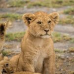 7 Days Comfortable Tanzania Safari - Overview of the 7-Day Tanzania Safari