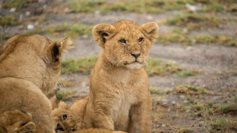 7 Days Comfortable Tanzania Safari - Overview of the 7-Day Tanzania Safari