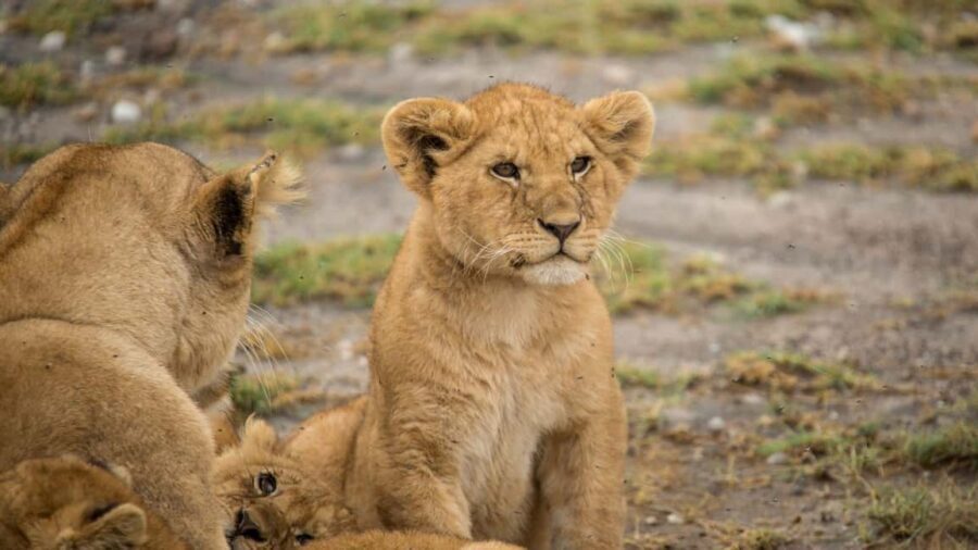 7 Days Comfortable Tanzania Safari - Overview of the 7-Day Tanzania Safari