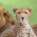 7 Days Highlight Of Kenya Urban & Bush Safari - Lakes and Birdlife: Lake Nakuru and Lake Naivasha