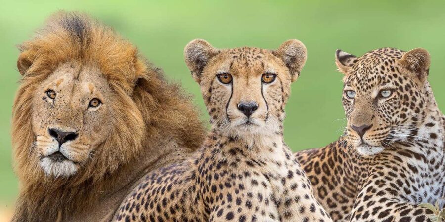 7 Days Highlight Of Kenya Urban & Bush Safari - Lakes and Birdlife: Lake Nakuru and Lake Naivasha