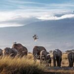 7 Days Kenya Wildlife Safari and Diani Beach SGR Package - Practical Tips for Your Trip