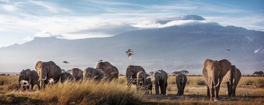 7 Days Kenya Wildlife Safari and Diani Beach SGR Package - Practical Tips for Your Trip