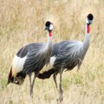 7 DAYS UNFORGETTABLE ADVENTURE EXPERIENCE! Tanzania Safari - Practical Insights: What’s Included & What to Consider