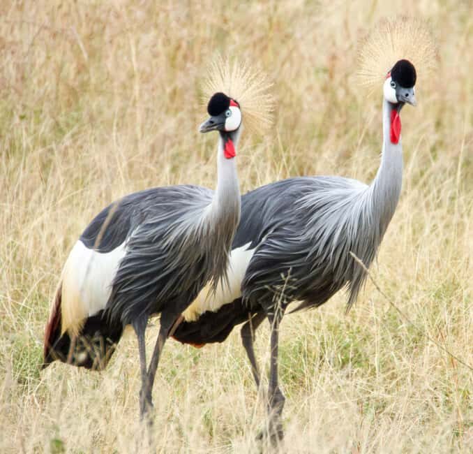 7 DAYS UNFORGETTABLE ADVENTURE EXPERIENCE! Tanzania Safari - Practical Insights: What’s Included & What to Consider