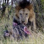 8-Day Amboseli Park, Lake Nakuru, and Maasai Mara Park Tour - Final Thoughts