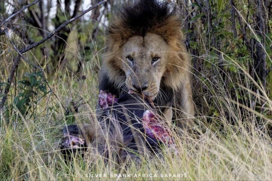 8-Day Amboseli Park, Lake Nakuru, and Maasai Mara Park Tour - Final Thoughts