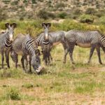 8-Day Kenya Safari: Samburu, Amboseli, Mara & More - Full Day in Samburu: Wildlife and Landscapes