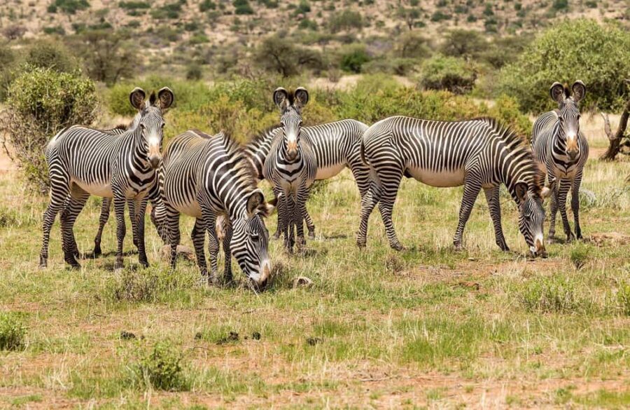 8-Day Kenya Safari: Samburu, Amboseli, Mara & More - Full Day in Samburu: Wildlife and Landscapes