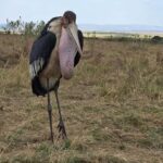 8-Day Kenya Safari Samburu, Ol Pejeta & Masai Mara Adventure - The Experience Beyond the Itinerary