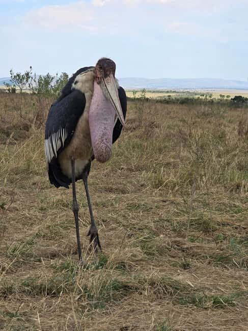 8-Day Kenya Safari Samburu, Ol Pejeta & Masai Mara Adventure - The Experience Beyond the Itinerary