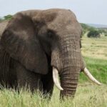 8-Day Safari and Zanzibar Escape - Transportation and Logistics: Why It Matters