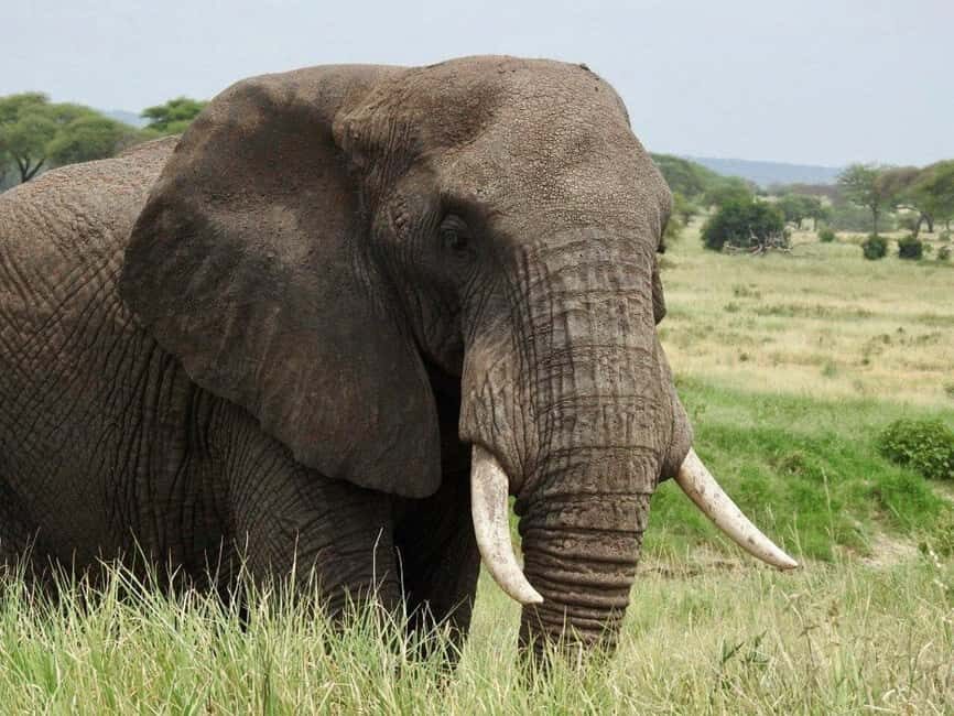 8-Day Safari and Zanzibar Escape - Transportation and Logistics: Why It Matters