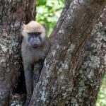 8-Day Tanzania Wildlife Safari and Zanzibar Beach Experience - What Makes This Tour Stand Out