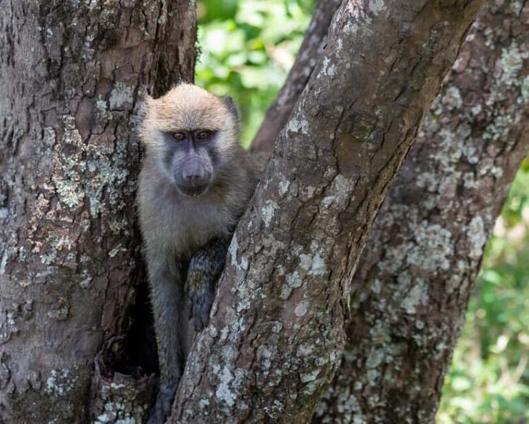 8-Day Tanzania Wildlife Safari and Zanzibar Beach Experience - What Makes This Tour Stand Out