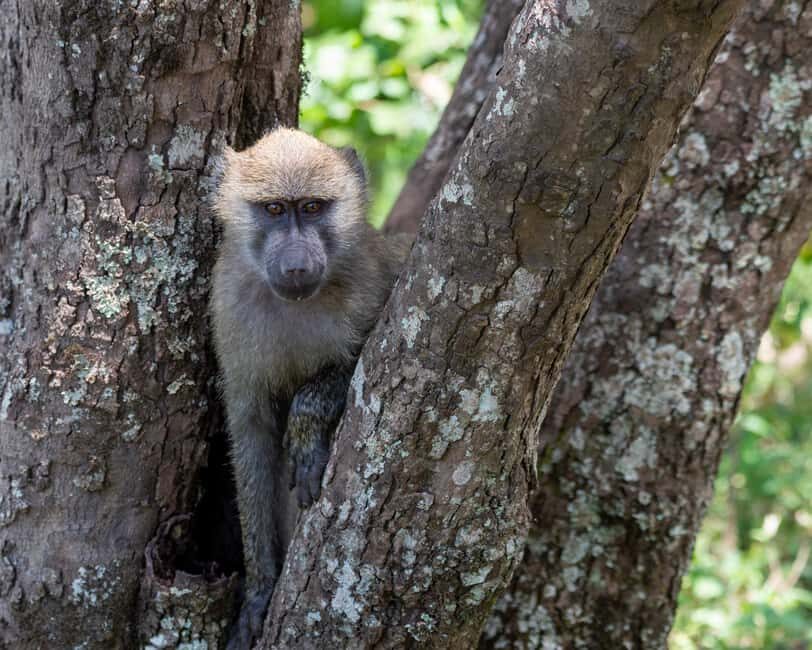 8-Day Tanzania Wildlife Safari and Zanzibar Beach Experience - What Makes This Tour Stand Out