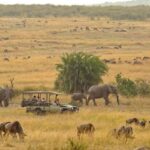 8-Day Ultimate Kenya Safari: Mara, Nakuru, Amboseli & Tsavo - What Makes This Safari Stand Out?