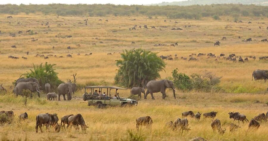 8-Day Ultimate Kenya Safari: Mara, Nakuru, Amboseli & Tsavo - What Makes This Safari Stand Out?
