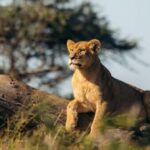 8 Days Comfort Safari+Walking Trip. - In-Depth Look at the Itinerary