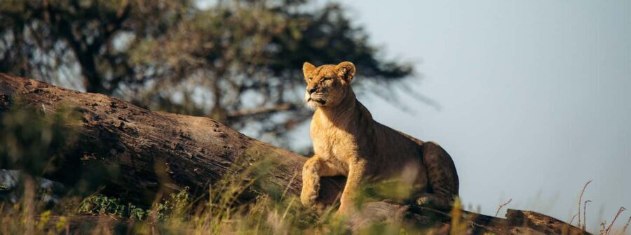 8 Days Comfort Safari+Walking Trip. - In-Depth Look at the Itinerary