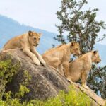 8 Days Kenya: Bush & Beach Safari Amboseli,Tsavo East &Diani - Practical Tips for Travelers