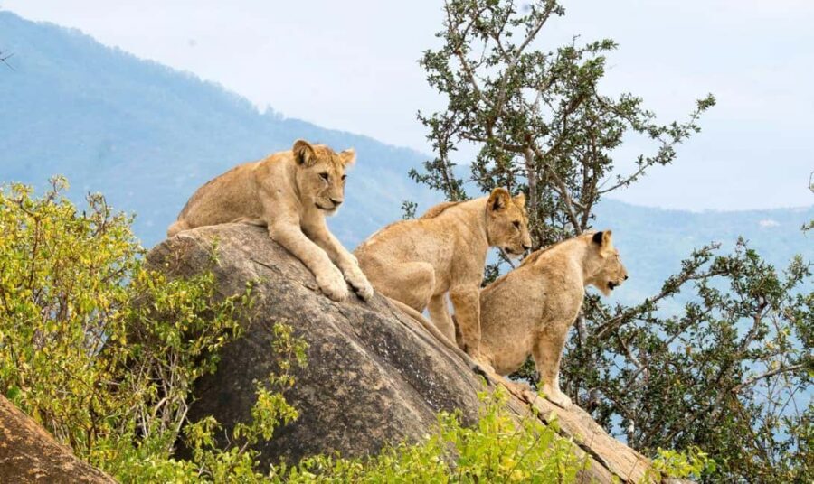 8 Days Kenya: Bush & Beach Safari Amboseli,Tsavo East &Diani - Practical Tips for Travelers