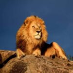 8 Days Migration Safari in Tanzania (Serengeti, Ngorongoro) - Final Thoughts