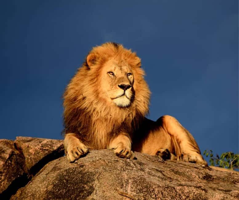 8 Days Migration Safari in Tanzania (Serengeti, Ngorongoro) - Final Thoughts