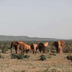 8 Days Safari To Amboseli, Naivasha, Nakuru, & Maasai Mara - Day-by-Day Breakdown