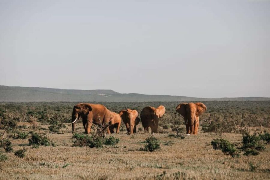 8 Days Safari To Amboseli, Naivasha, Nakuru, & Maasai Mara - Day-by-Day Breakdown