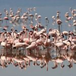 8 Days Tanzania serengeti wildebeest migration Safari - Transportation, Guides, and Comfort