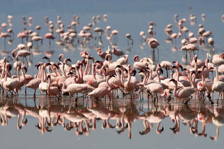 8 Days Tanzania serengeti wildebeest migration Safari - Transportation, Guides, and Comfort