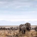 8Days Tsavo, Amboseli,Lake Nakuru & Masai Mara Budget Safari - What Makes This Safari Worth It?