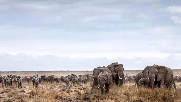 8Days Tsavo, Amboseli,Lake Nakuru & Masai Mara Budget Safari - What Makes This Safari Worth It?