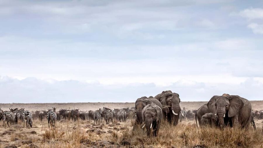 8Days Tsavo, Amboseli,Lake Nakuru & Masai Mara Budget Safari - What Makes This Safari Worth It?