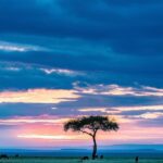 9-Day Elewana Luxury Nairobi Amboseli Meru & Mara Fly In - An In-Depth Review of the 9-Day Elewana Safari Experience