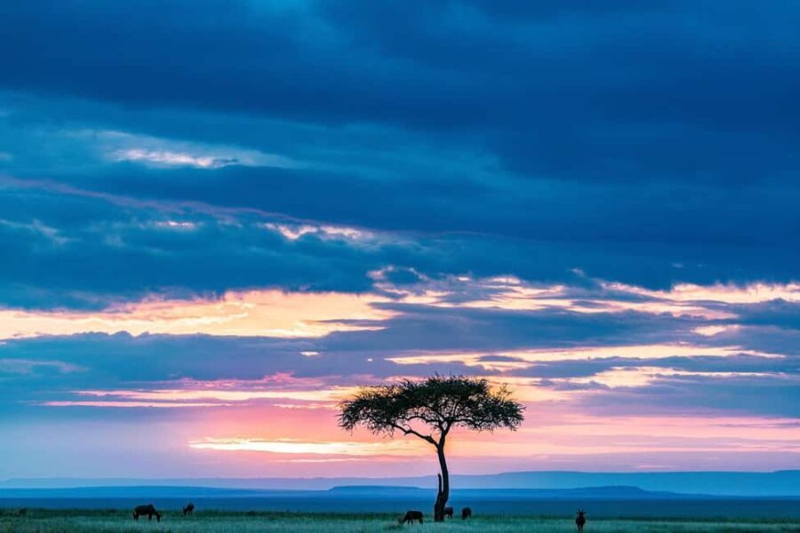 9-Day Elewana Luxury Nairobi Amboseli Meru & Mara Fly In - An In-Depth Review of the 9-Day Elewana Safari Experience