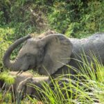 9-Day Uganda and Rwanda Big Five and Gorilla from Kigali - Practical Considerations & Tips