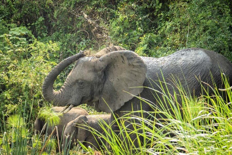 9-Day Uganda and Rwanda Big Five and Gorilla from Kigali - Practical Considerations & Tips