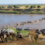 9-day Wildebeest Migration Safari on a Land Cruiser 4x4 jeep - What’s Included and What’s Not