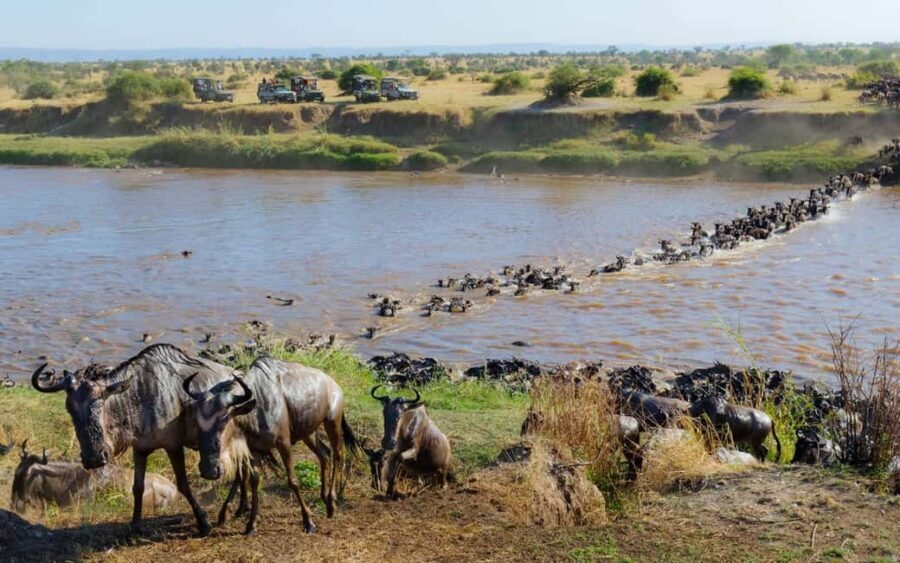 9-day Wildebeest Migration Safari on a Land Cruiser 4x4 jeep - What’s Included and What’s Not