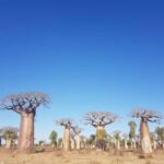 9 Days Adventure from Antananarivo to Isalo Park & Tulear - Authentic Experiences That Leave a Lasting Impression