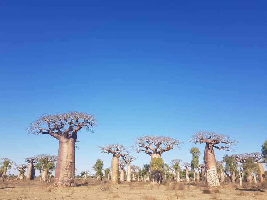 9 Days Adventure from Antananarivo to Isalo Park & Tulear - Authentic Experiences That Leave a Lasting Impression