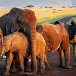 9 Days Discover Kenya Best National Parks Safari on 4x4 Jeep - FAQ